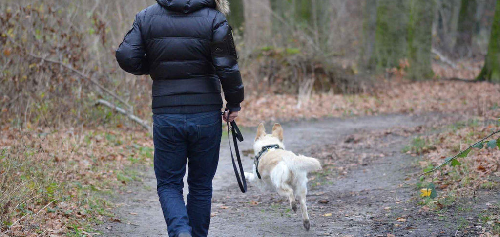 The Awesome Reasons You Should Be Running with your Dog!